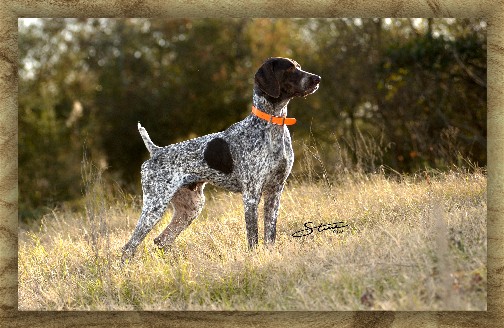 German Shorthaired Pointer coloring #18, Download drawings