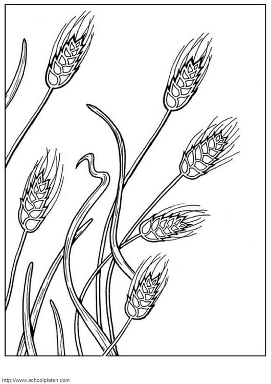 Grain coloring #10, Download drawings