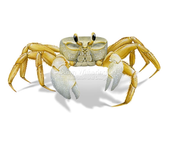Ghost Crab clipart #7, Download drawings