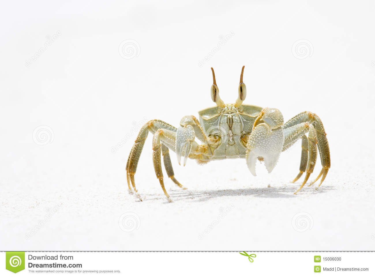 Ghost Crab clipart #3, Download drawings