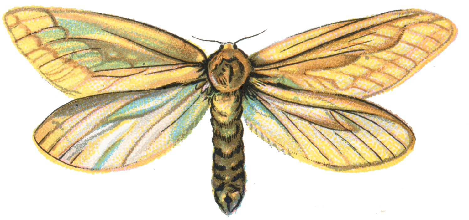Ghost Moth svg #13, Download drawings