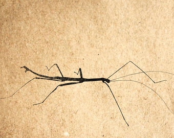 Giant Spiny Stick Insect svg #10, Download drawings