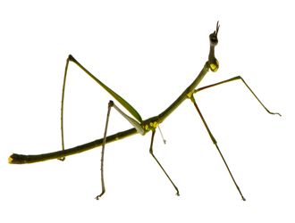 Giant Spiny Stick Insect svg #6, Download drawings