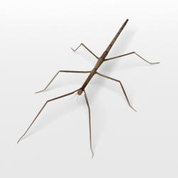 Giant Spiny Stick Insect svg #3, Download drawings