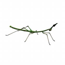 Giant Spiny Stick Insect svg #1, Download drawings