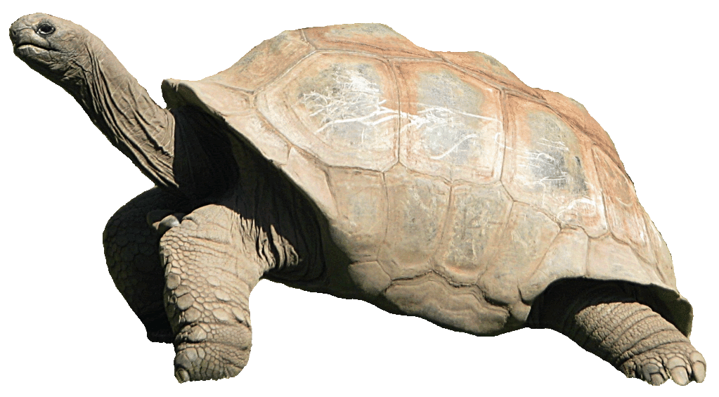 Giant Tortoise clipart #20, Download drawings