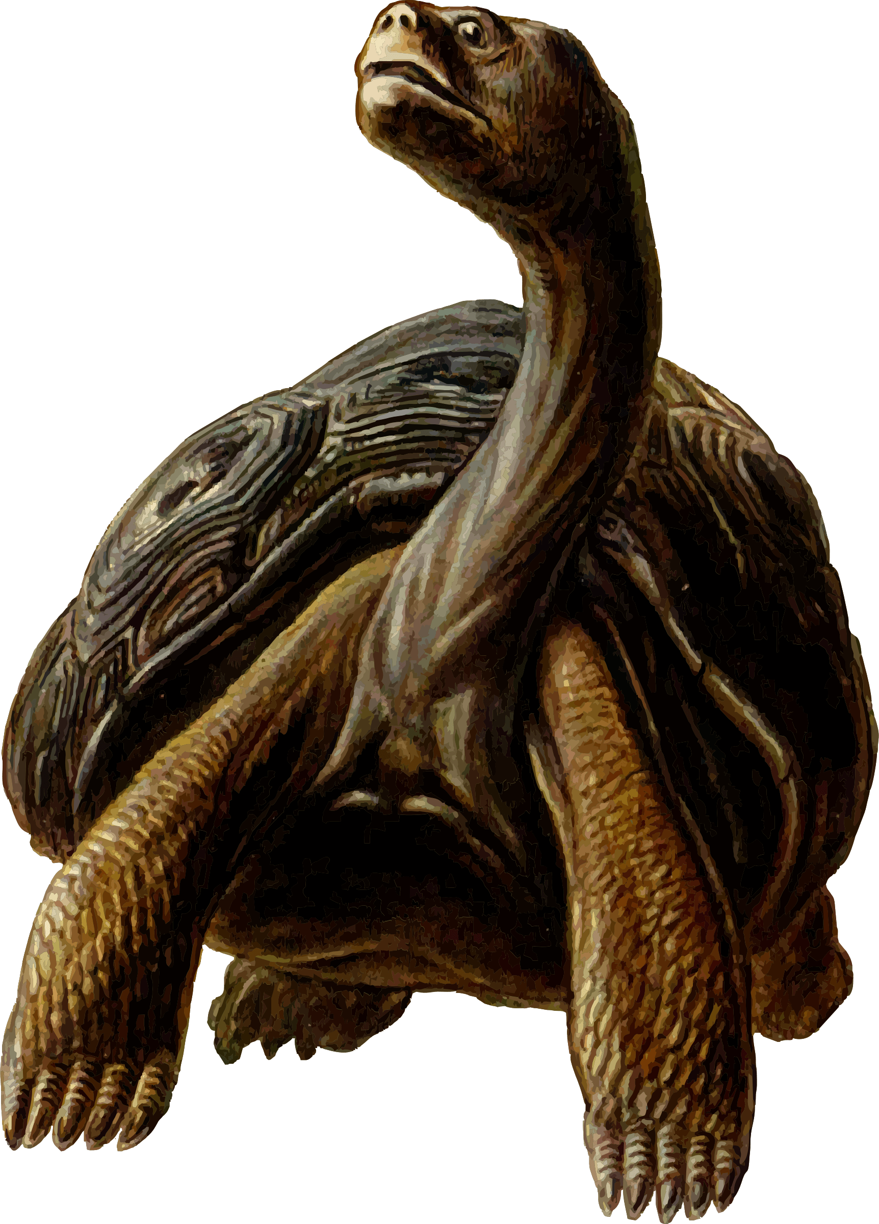 Giant Tortoise clipart #1, Download drawings