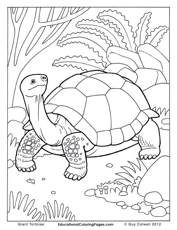 Giant Tortoise coloring #10, Download drawings