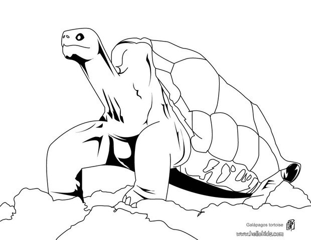 Giant Tortoise coloring #3, Download drawings