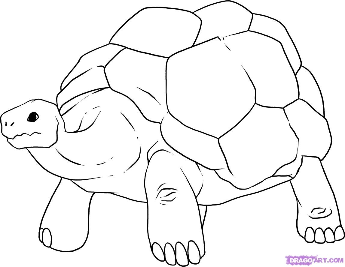 Giant Tortoise coloring #4, Download drawings