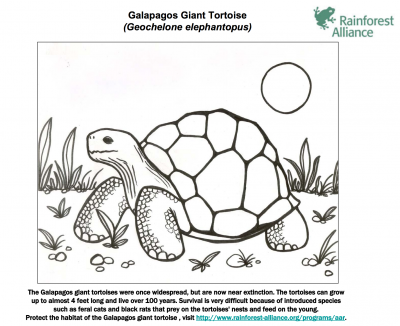 Giant Tortoise coloring #9, Download drawings