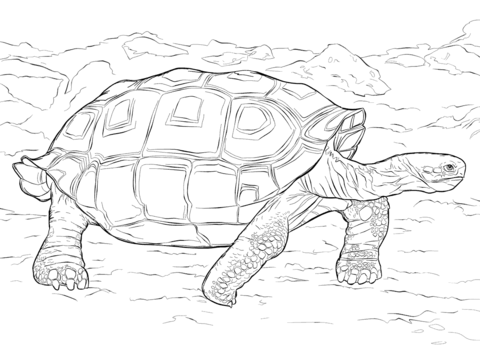 Giant Tortoise coloring #2, Download drawings