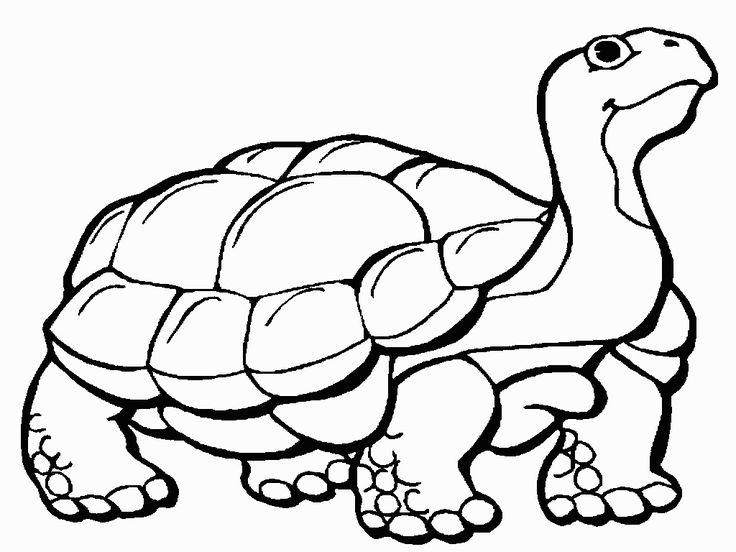 Giant Tortoise coloring #11, Download drawings