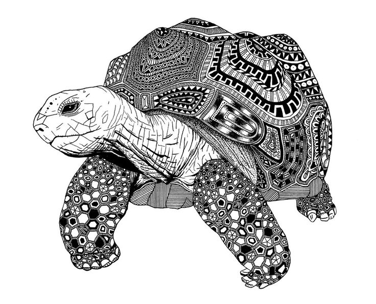 Giant Tortoise svg #10, Download drawings