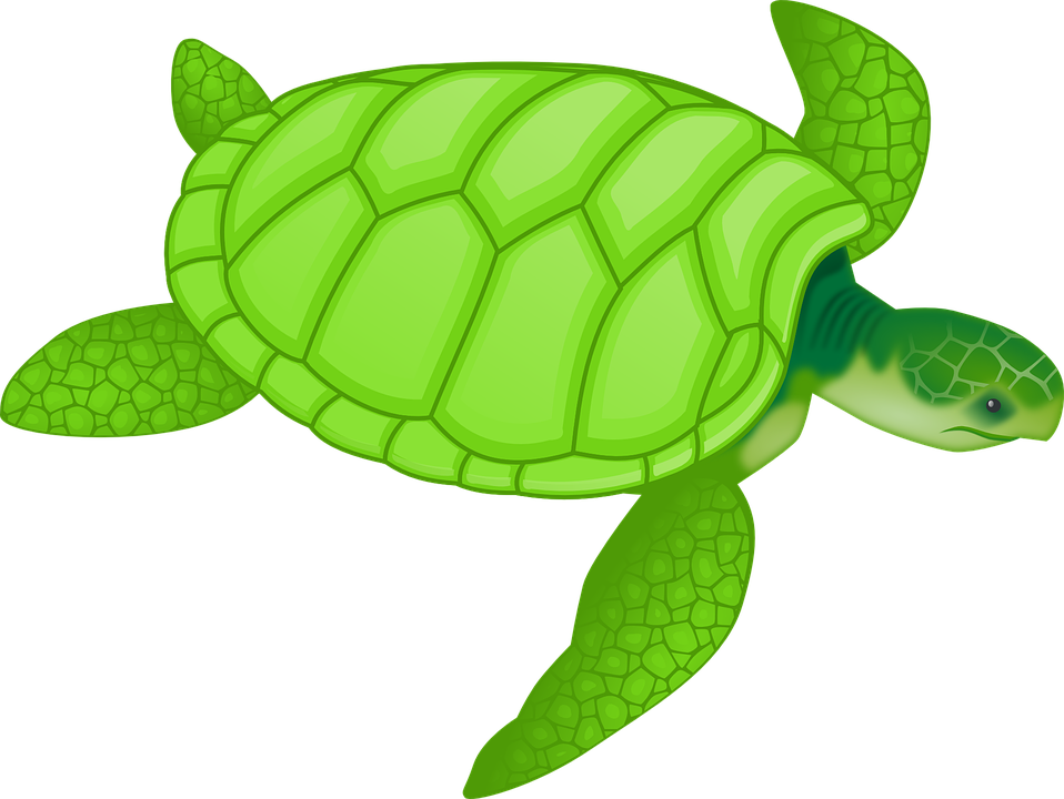 Giant Tortoise svg #2, Download drawings