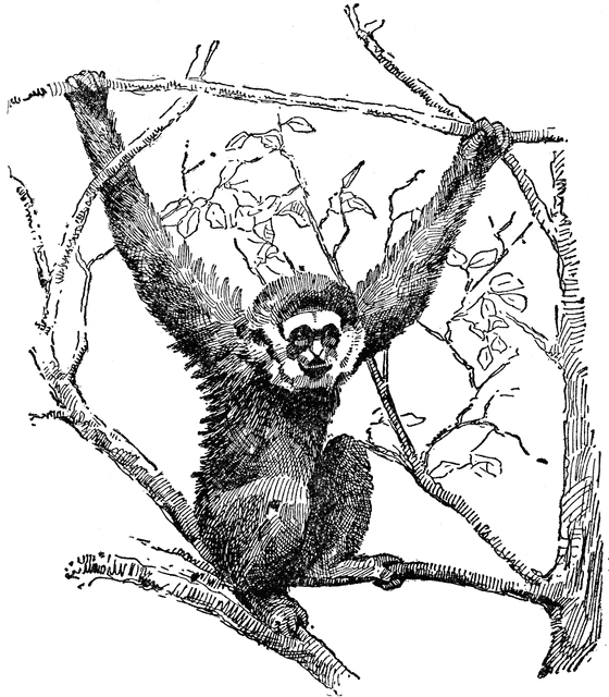 Gibbon clipart #15, Download drawings