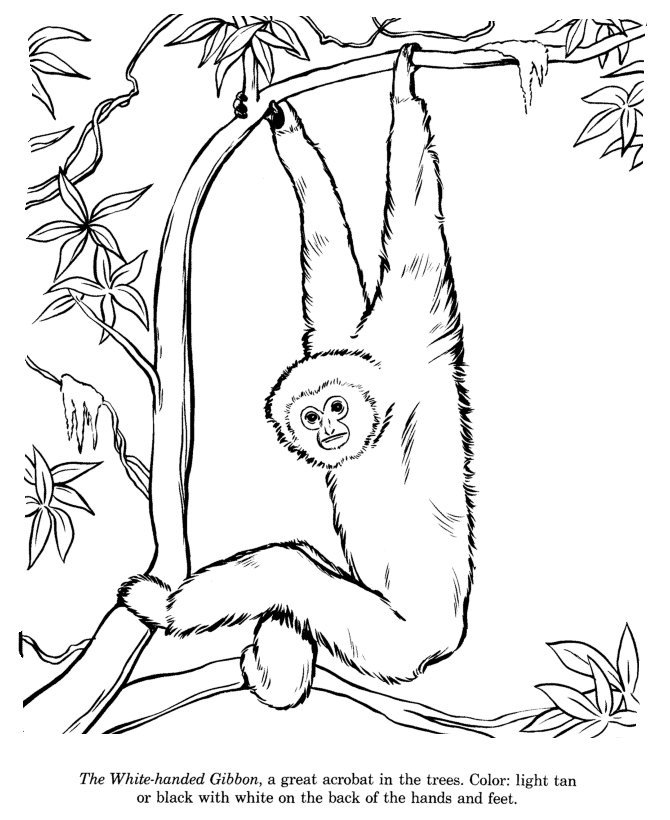 Gibbon coloring #20, Download drawings