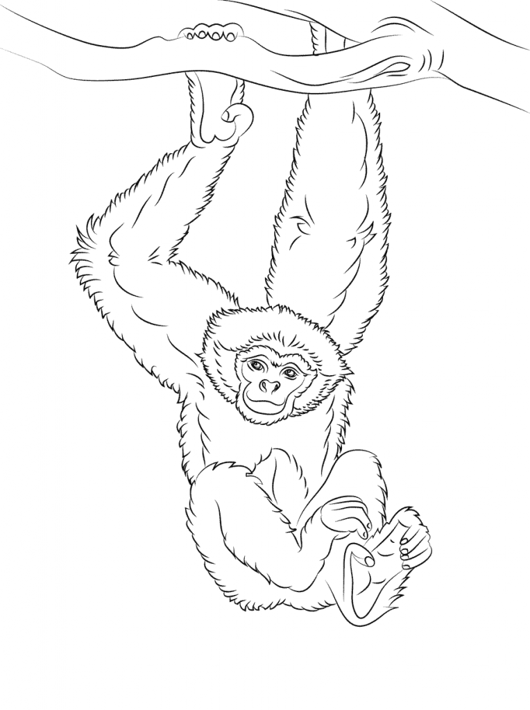 Gibbon coloring #17, Download drawings