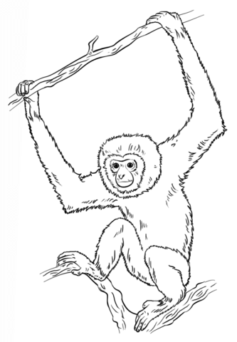Gibbon coloring #18, Download drawings