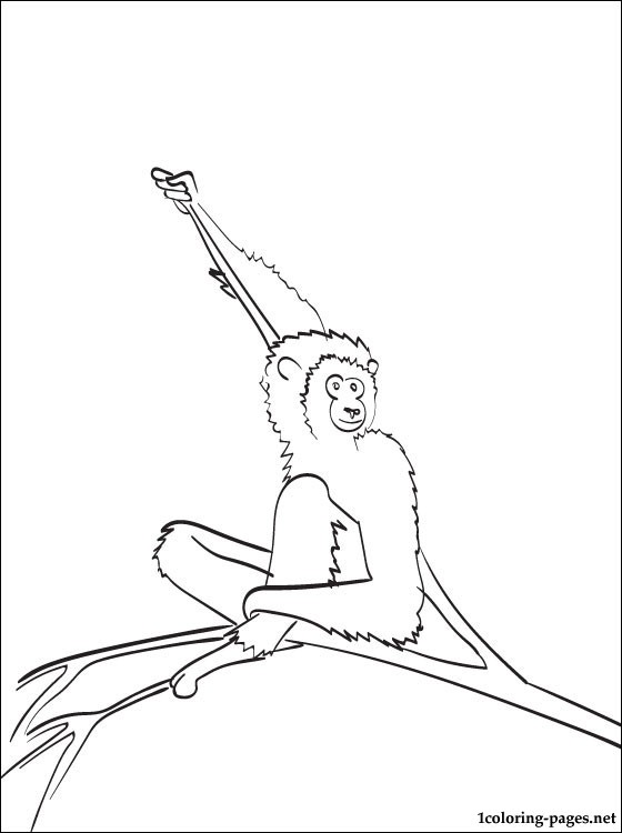Gibbon coloring #9, Download drawings