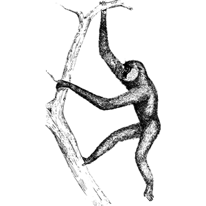 Gibbon svg #20, Download drawings