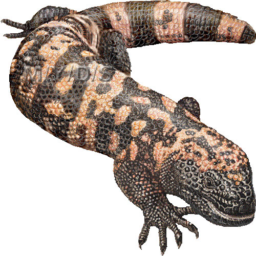 Gila Monster clipart #3, Download drawings