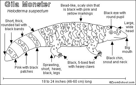 Gila Monster coloring #13, Download drawings