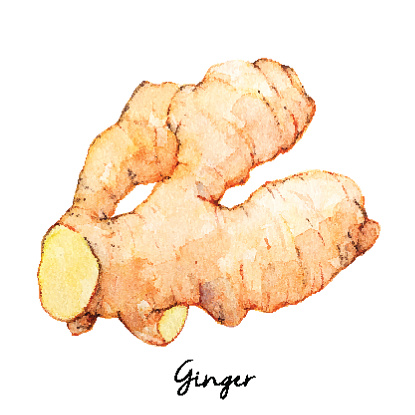 Ginger clipart #12, Download drawings
