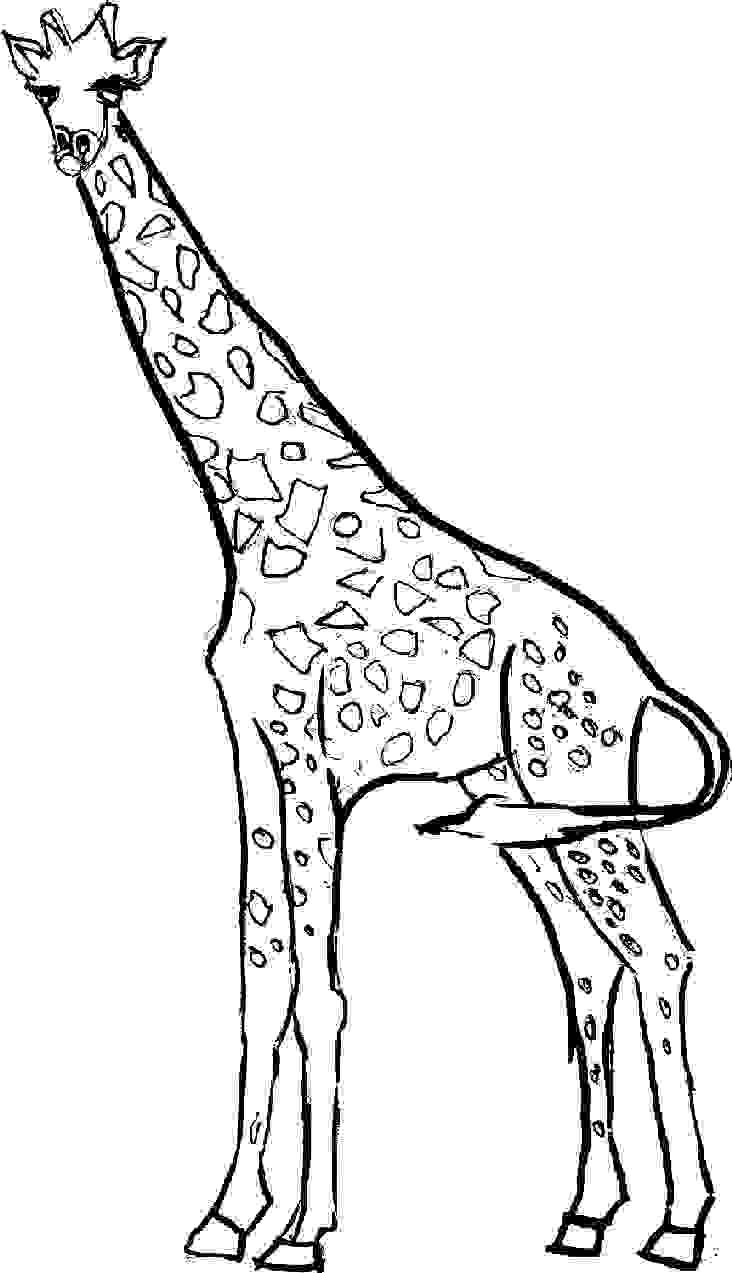 Giraffe coloring #19, Download drawings