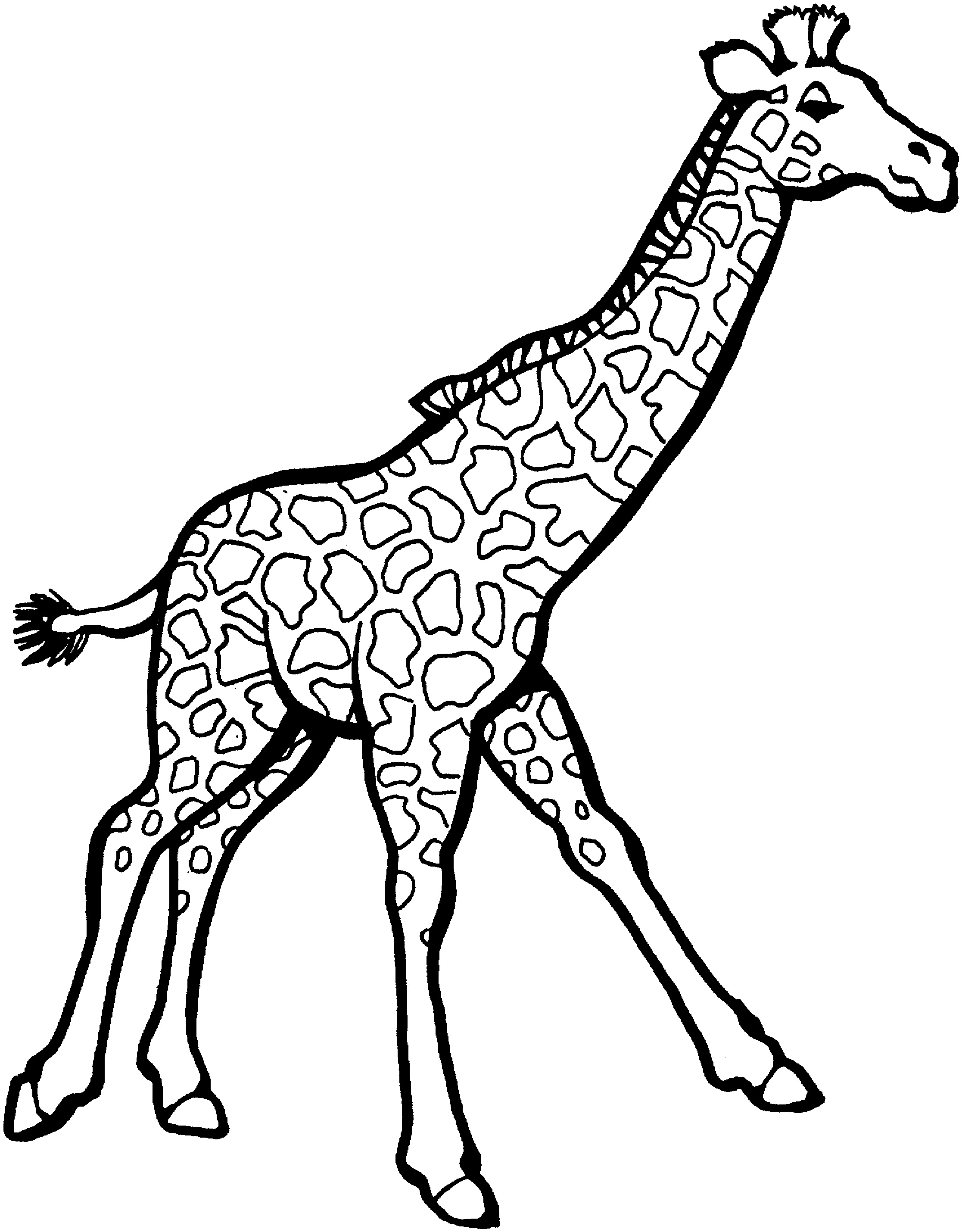 Giraffe coloring #11, Download drawings