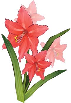 Gladiolus clipart #8, Download drawings