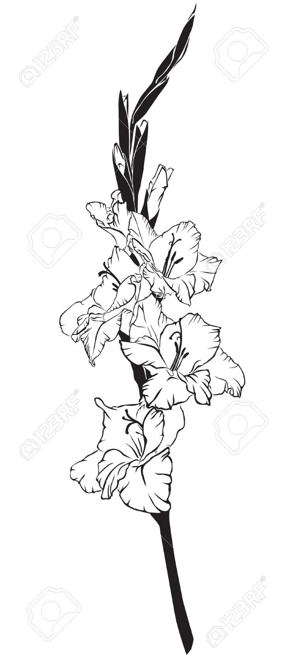 Gladiolus clipart #12, Download drawings