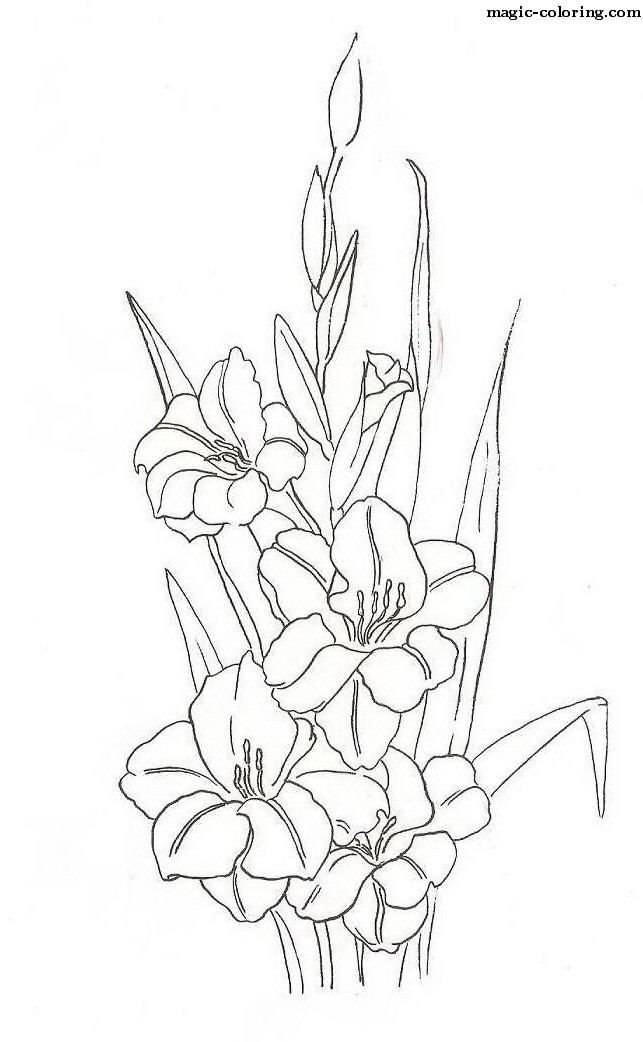 Gladiolus coloring #3, Download drawings