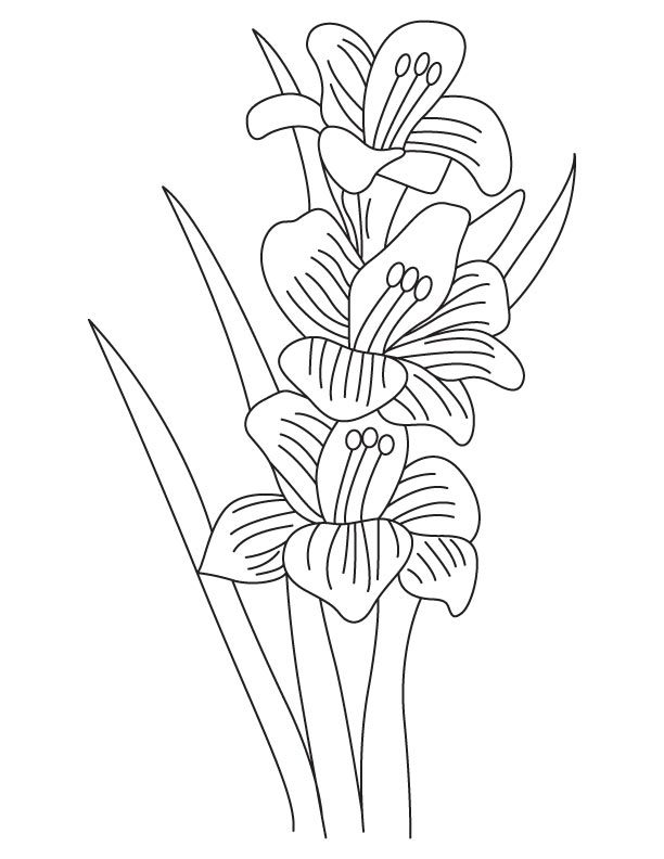 Gladiolus coloring #17, Download drawings
