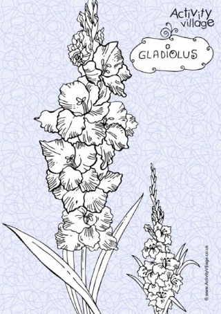 Gladiolus coloring #5, Download drawings