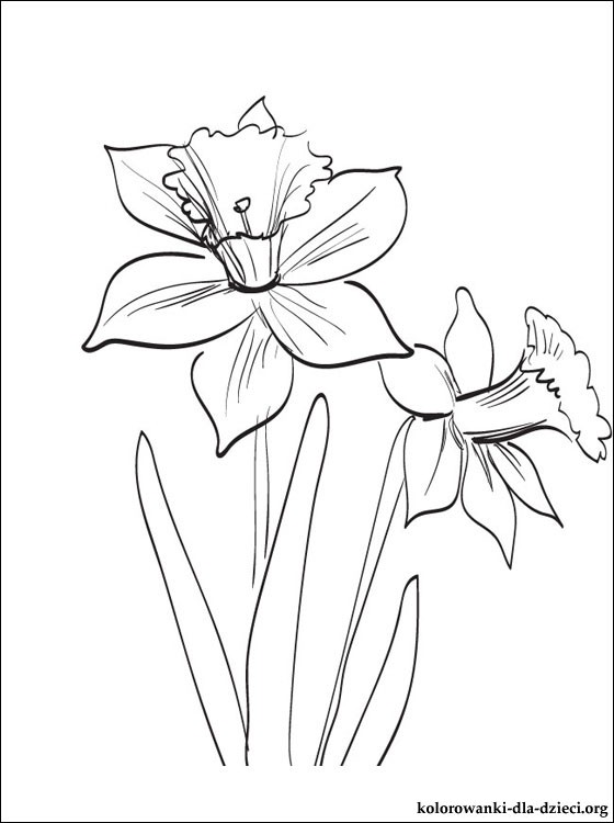 Gladiolus coloring #11, Download drawings