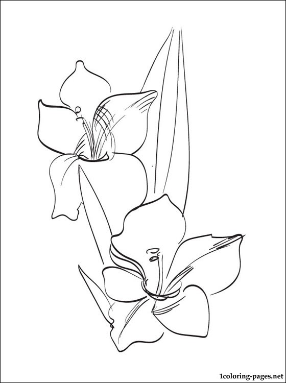 Gladiolus coloring #19, Download drawings