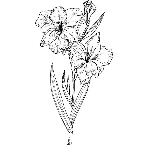 Gladiolus coloring #14, Download drawings