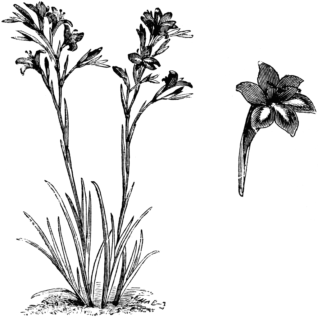 Gladiolus coloring #16, Download drawings