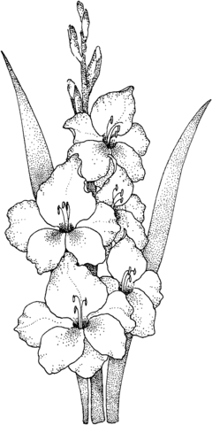Gladiolus coloring #4, Download drawings