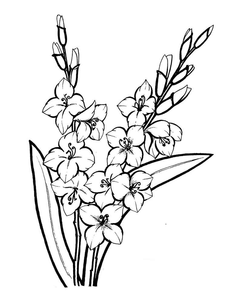 Gladiolus coloring #10, Download drawings