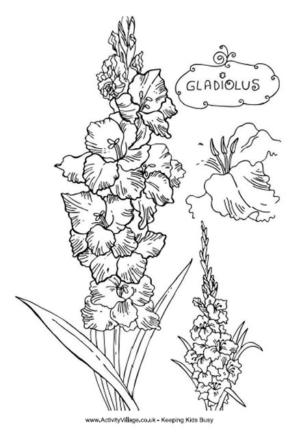 Gladiolus coloring #7, Download drawings