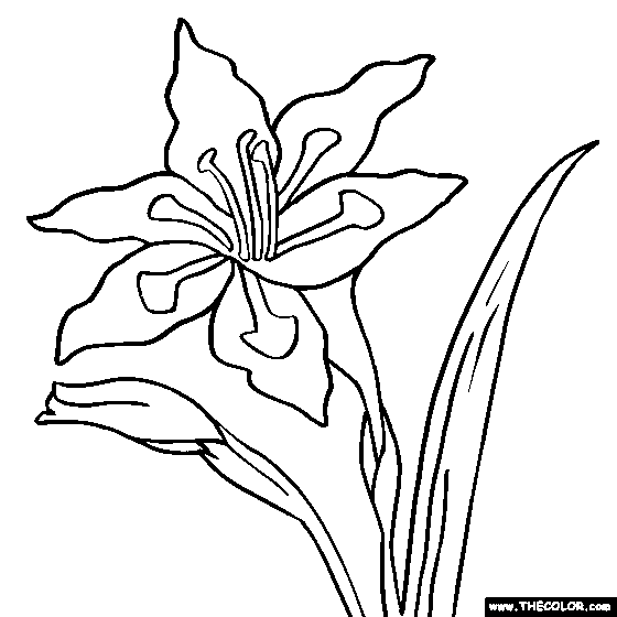Gladiolus coloring #1, Download drawings
