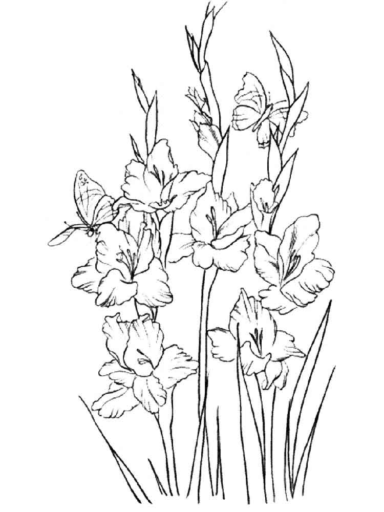 Gladiolus coloring #15, Download drawings