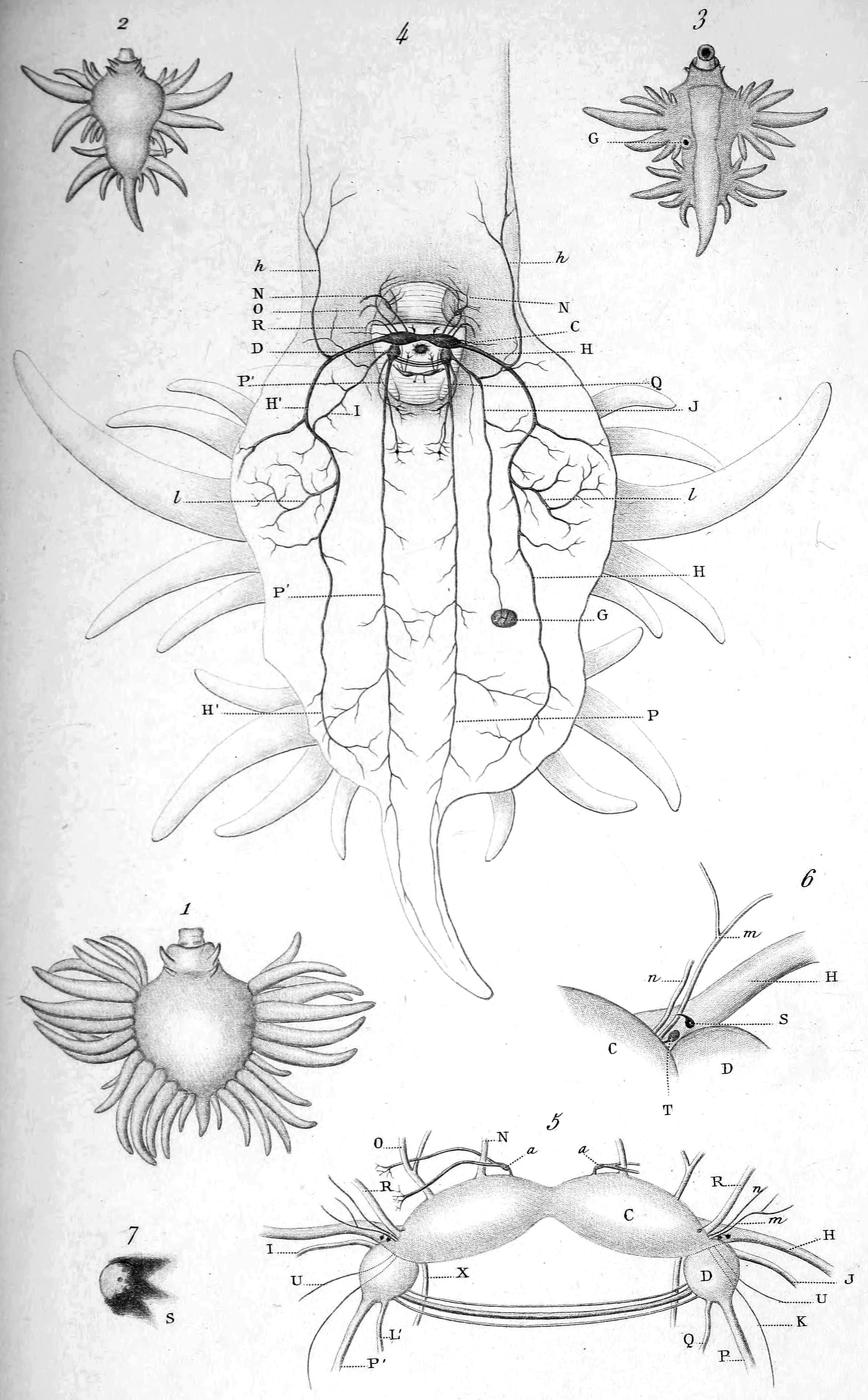 Glaucus Atlanticus svg #2, Download drawings