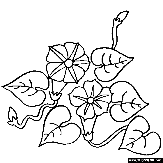 Morning Glory coloring #20, Download drawings