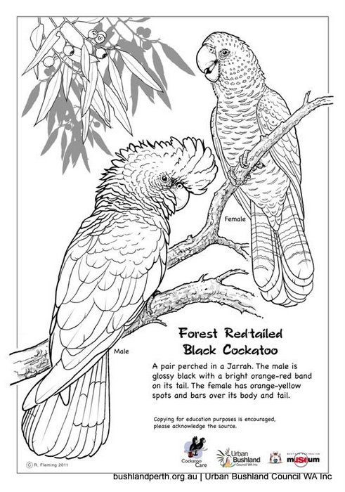 Glossy Black Cockatoo coloring #2, Download drawings