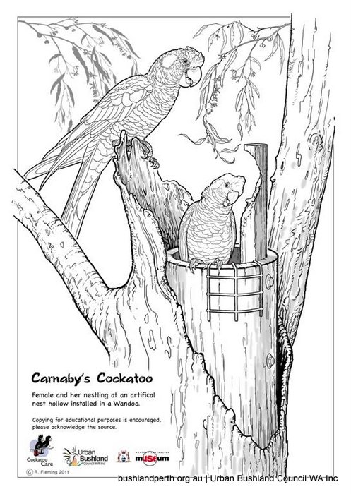 Glossy Black Cockatoo coloring #3, Download drawings