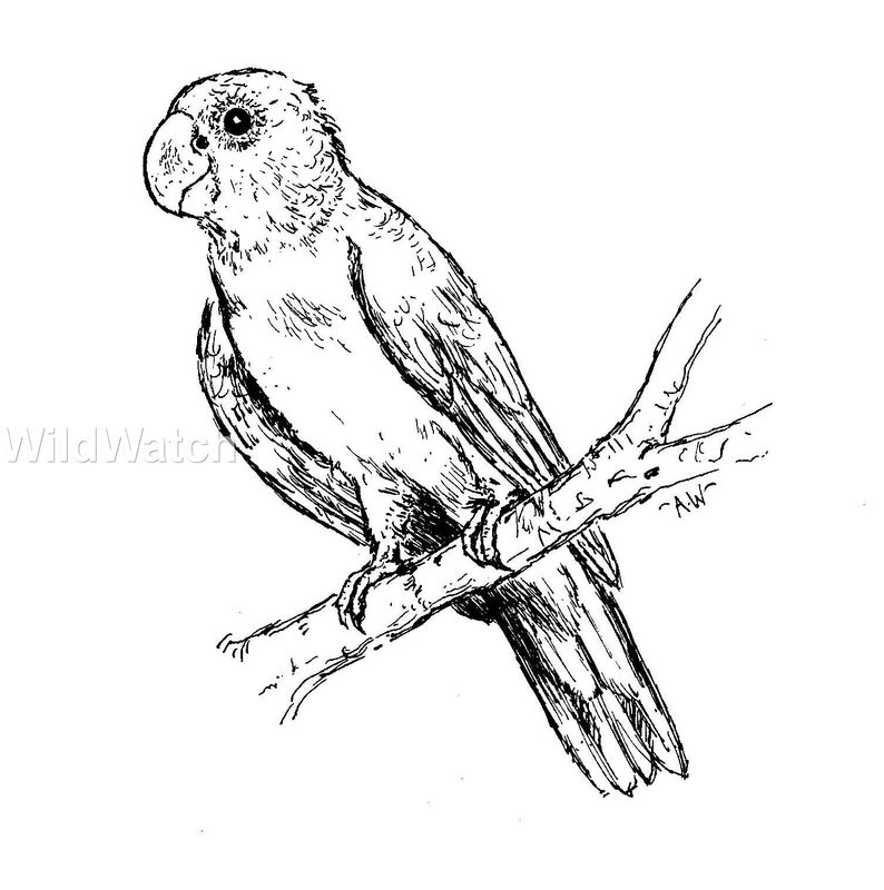 Glossy Black Cockatoo coloring #11, Download drawings