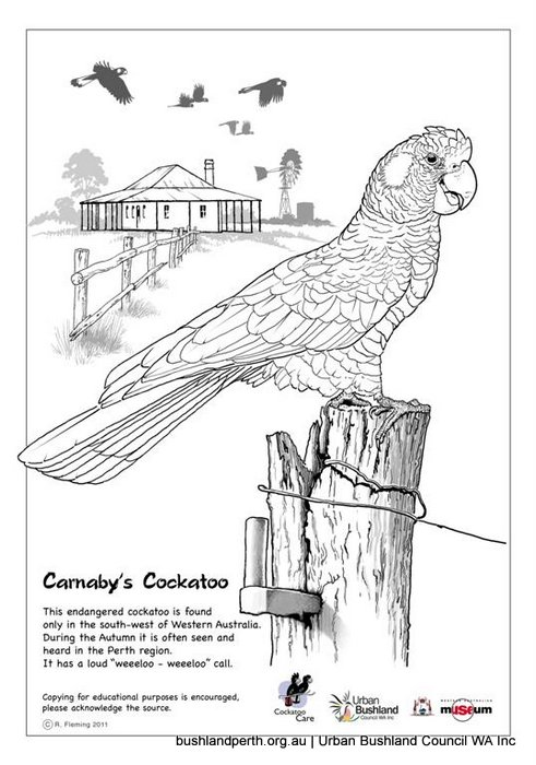 Glossy Black Cockatoo coloring #7, Download drawings